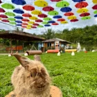 Ranau Rabbit Farm (Arnab Village) in Sabah, Malaysia