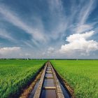Sekinchan paddy field with irrigation canal