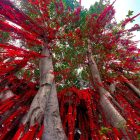 Wishing Tree at Pantai Redang, Sekinchan