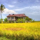 Traditional Malay house in Sekinchan paddy fields