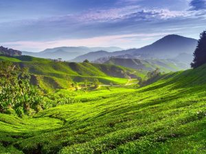 Cameron Highlands Day Tour (12 hrs)