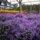 vibrant field of purple flowers inside a greenhouse at the Cameron Lavender